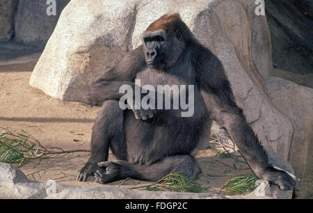 Eine männliche Flachlandgorilla betrachtet der Besucher beobachtete ihn im Zoo von Los Angeles in Los Angeles, Kalifornien, USA. Diese intelligente afrikanische Primaten sind die größte und stärkste der Menschenaffen und die häufigsten Arten von Gorillas in Zoos in den Vereinigten Staaten. Sie sind auf der vom Aussterben bedrohten Tiere. Stockfoto