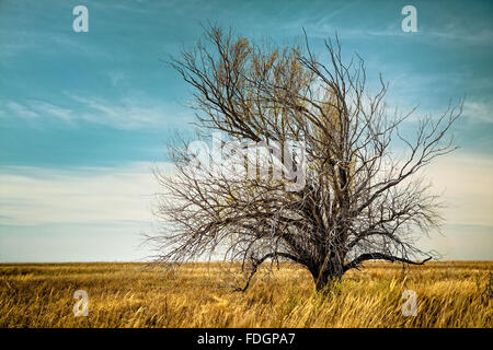 Einsamer Baum im Feld Stockfoto