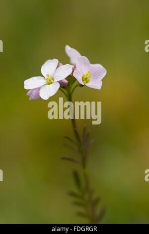 Cuckooflower Cardamine Pratensis in Headley Gravel Pit, Hampshire, England Stockfoto