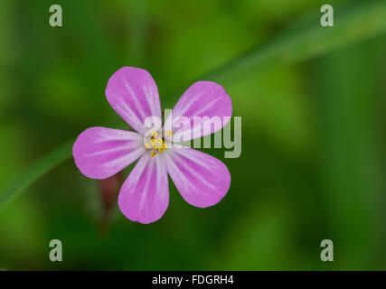 Herb robert Geranium robertianum Blume close-up im Frühjahr, Großbritannien Stockfoto