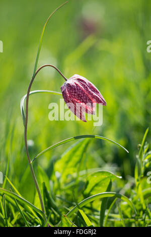 Schlange den Kopf Fritillary (Fritillaria Meleagris) Stockfoto