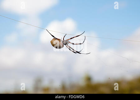 Golden Silk Orb-Weaver Spider (Nephila Edulis) - Pilbara - Australien Stockfoto
