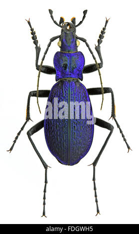 Carabus Intricatus Boden Käfer isoliert auf weißem Hintergrund Stockfoto