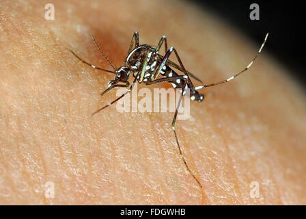 Asiatische Tigermücke Aedes albopictus Stockfoto