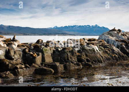 Seelöwen auf der Insel im Beagle-Kanal, Ushuaia, Tierra del Fuego, Patagonien, Argentinien, Südamerika Stockfoto