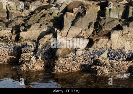 Seelöwen auf der Insel im Beagle-Kanal, Ushuaia, Tierra del Fuego, Patagonien, Argentinien, Südamerika Stockfoto