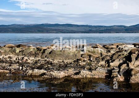 Seelöwen auf der Insel im Beagle-Kanal, Ushuaia, Tierra del Fuego, Patagonien, Argentinien, Südamerika Stockfoto