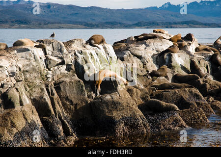 Seelöwen auf der Insel im Beagle-Kanal, Ushuaia, Tierra del Fuego, Patagonien, Argentinien, Südamerika Stockfoto