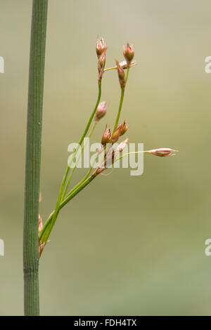 Harte Rush (Juncus Inflexus) im Samen. Einen gemeinsamen Ansturm mit reifen Samen wachsen auf Ackerland in Somerset, Großbritannien Stockfoto