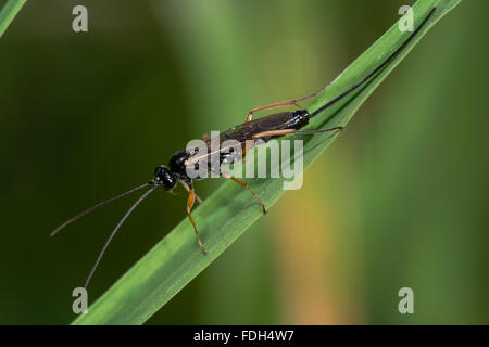 Buathra Laborator Schlupfwespe. Eine wahrscheinliche Identifizierung dieser Ichneumon Wasp in der Familie Ichneumonidae Stockfoto