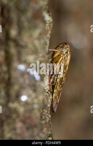 Idiocerus Herrichi Leafhopper. Einen großen und eher auffallende Fehler in der Familie Cicadellidae, auf einer Weide Stockfoto