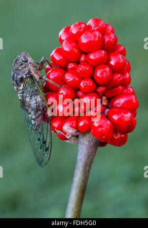 Sumpf Zikade (Neotibicen Tibicen) auf Jack-In-The-Pulpit Beeren (Arisaema Triphyllum), im Osten der USA Stockfoto