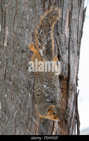 Eastern Fox Squirrel (Sciurus niger) klettert auf Baum, Winter, E Nordamerika, von Skip Moody/Dembinsky Photo Assoc Stockfoto