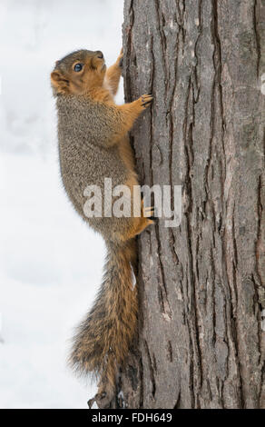 Östlichen Fuchs, Eichhörnchen (Sciurus Niger) Kletterbaum, Winter, E Nordamerika Stockfoto