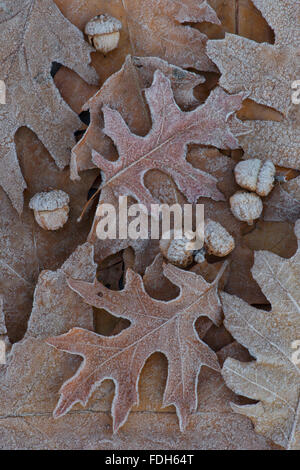 Frost auf Nadeleiche (Quercus palustris), Blätter und Eicheln, Herbst, Ost-Nordamerika, von Skip Moody/Dembinsky Photo Assoc Stockfoto