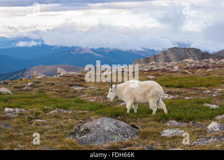 Bergziege (Oreamnos Americanus) Rocky Mountains, Colorado USA Stockfoto