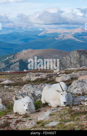 Bergziege (Oreamnos Americanus) Nanny & Kind ruhen, Mount Evans Wilderness Area, Rocky Mountains, Colorado USA Stockfoto