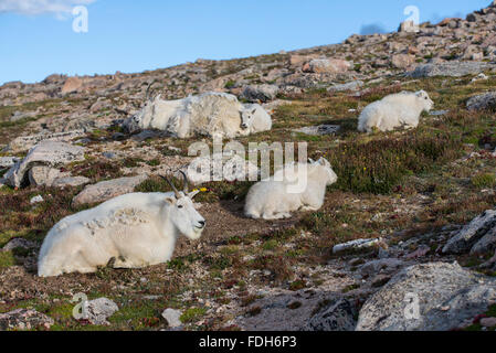 Bergziege (Oreamnos Americanus) Nanny ruht mit Kindern, Rocky Mountains, Colorado USA Stockfoto