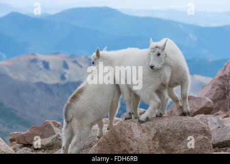 Bergziege (Oreamnos Americanus) Kinder, die spielen, Mount Evans Wilderness Area, Rocky Mountains, Colorado USA Stockfoto