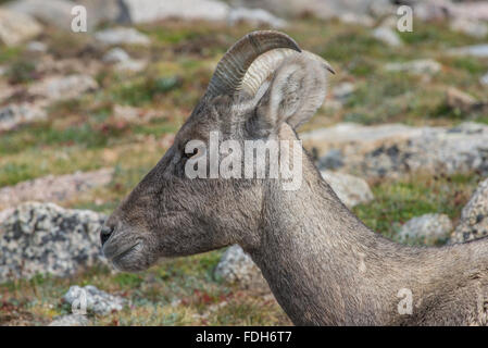 Bighorn Schafe (Ovis Canadensis) Ewe, Kopf Ansicht, Mount Evans Wilderness Area, Rocky Mountains, Colorado USA Stockfoto