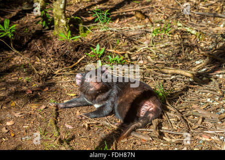 Tasmanische Teufel liegen Stockfoto