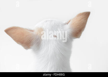 Big Tick auf einen Hund Stockfoto