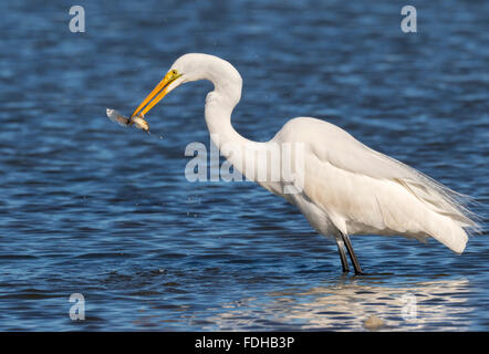 Silberreiher (Ardea Alba) Jagd in Gezeiten Marsh, Galveston, Texas, USA Stockfoto