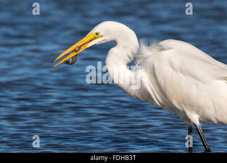 Großer Reiher (Ardea alba) mit einer Fischbeute, Galveston, Texas, USA Stockfoto