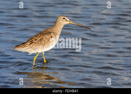 Lange-billed dowitcher (Limnodromus scolopaceus) das Waten im Sumpf der Gezeiten, Galveston, Texas, USA. Stockfoto