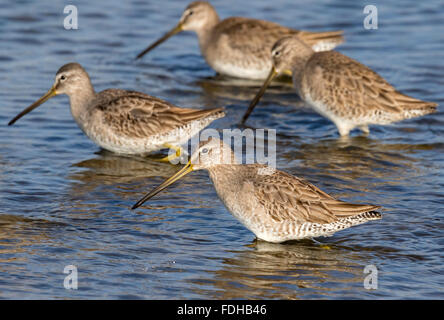 Kurz-billed Dowitchers (Limnodromus früh) Fütterung in den Gezeiten Sumpf, Galveston, Texas, USA. Stockfoto