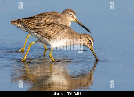 Lange-billed dowitchers (Limnodromus scolopaceus) Ernährung in der Gezeiten Marsh, Galveston, Texas, USA. Stockfoto