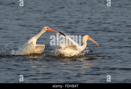 Amerikanische weiße Ibisse (Eudocimus Albus) putzen in Gezeiten Sumpf, Galveston, Texas, USA. Stockfoto