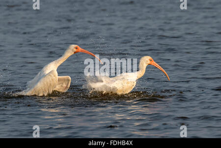 Amerikanische weiße Ibisse (Eudocimus Albus) putzen in Gezeiten Sumpf, Galveston, Texas, USA. Stockfoto