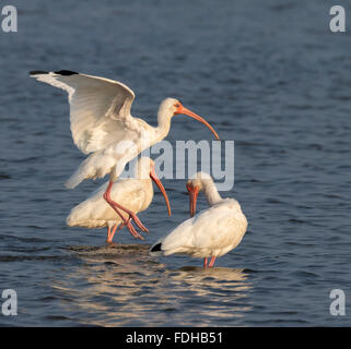 Amerikanische weiße Ibisse (Eudocimus Albus) in Gezeiten Sumpf, Galveston, Texas, USA. Stockfoto