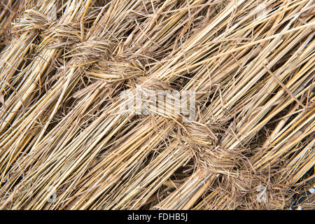 Stroh, Bienenstock Hütten im Mlilwane Wildlife Sanctuary in Swasiland, Afrika zu machen. Stockfoto