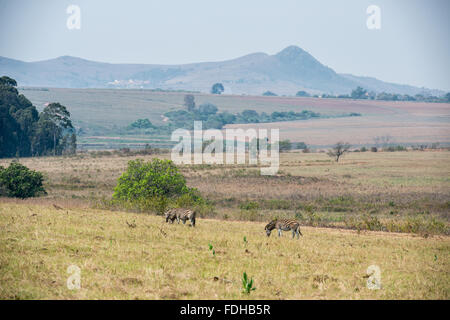 Burchell Zebras (Equus Burchellii) Weiden im Mlilwane Wildlife Sanctuary in Swasiland, Afrika. Stockfoto