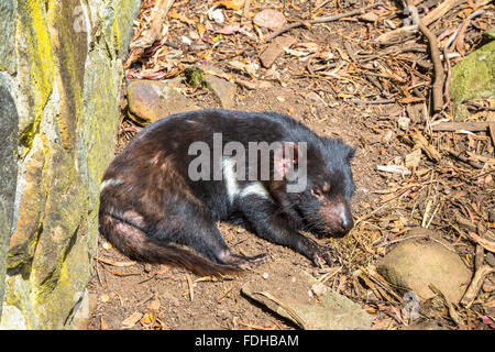 Tasmanische Teufel liegen Stockfoto