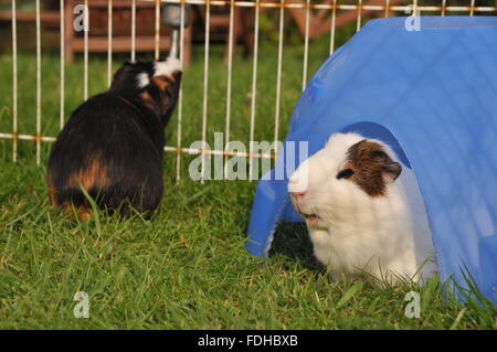 Meerschweinchen in ein Freigehege mit einem bergende unter einem Kunststoff Schutz. Stockfoto