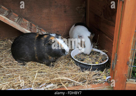 Zwei Meerschweinchen Fütterung von einem Gericht in ihrem Stall. Stockfoto