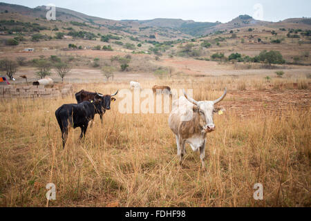 Rinder grasen auf einer Farm in Hhohho Region von Swasiland, Afrika. Stockfoto