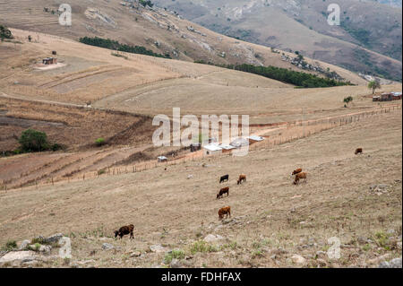 Vieh im Großraum Hhohho in Swasiland, Afrika. Stockfoto