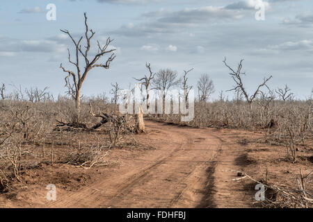 Tote Bäume im Hlane Park, Swasiland, Afrika. Stockfoto