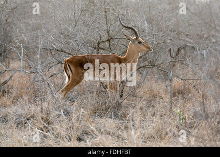 Impala (Aepyceros Melampus) im Hlane Park, Swasiland, Afrika. Stockfoto