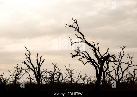 Silhouetten von toten Bäumen im Hlane Park, Swasiland, Afrika. Stockfoto