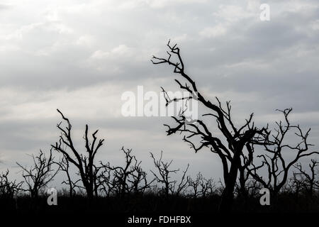 Silhouetten von toten Bäumen im Hlane Park, Swasiland, Afrika. Stockfoto