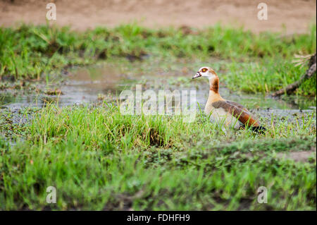 Nilgans (Alopochen Aegyptiaca) in den Sümpfen am Hlane Royal Spiel zu bewahren, Swasiland, Afrika - Big Game-Gebiet Stockfoto