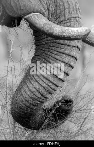 Rüssel und Stoßzähne eines afrikanischen Elefanten (Loxodonta) im Hlane Park, Swasiland, Afrika. Stockfoto