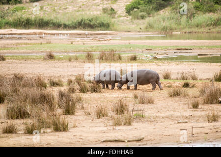 Flusspferde (Hippopotamus Amphibius) am Strand von St. Lucia, Kwazulu-Natal, Südafrika - iSimangaliso Wetland Park Stockfoto