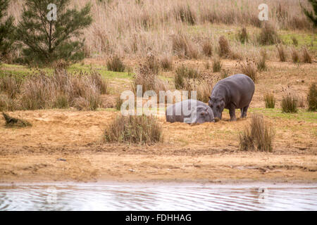 Flusspferde (Hippopotamus Amphibius) am Strand von St. Lucia, Kwazulu-Natal, Südafrika - iSimangaliso Wetland Park Stockfoto