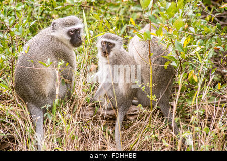 Vervet Affen (Chlorocebus Pygerythrus) sitzen in Saint Lucia, Kwazulu-Natal, Südafrika - iSimangaliso Wetland Park Stockfoto